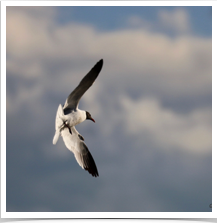 Franklins Gull - Flying Franklins Gull - Flying